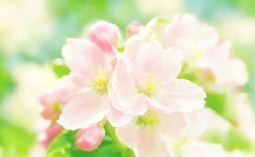 繁花绿色背景图片