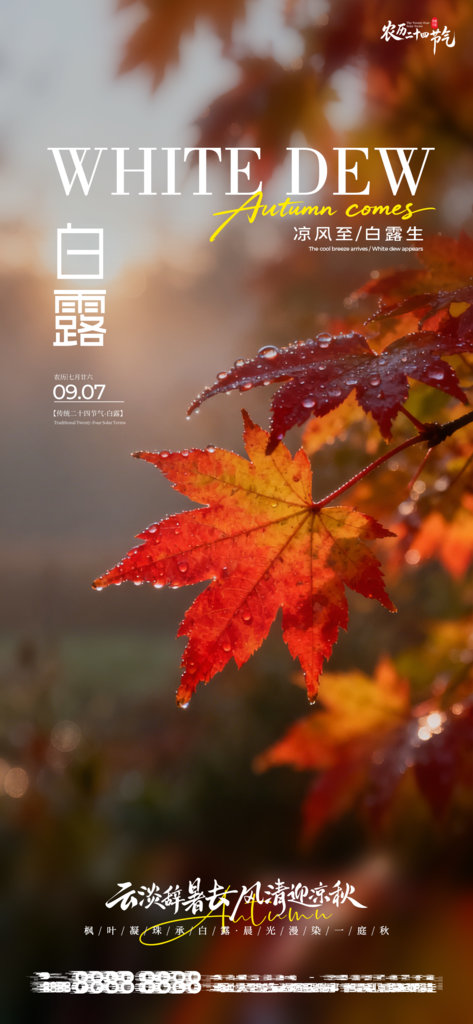 白露节气手机宣传海报