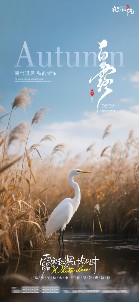 白露创意节气手机宣传海报