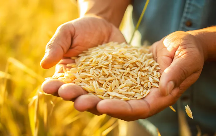 粮食摄影