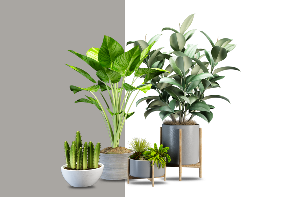 免抠室内盆栽盆景绿植植物装饰摆件贴图摆件