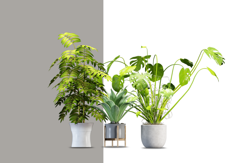 免抠室内盆栽盆景绿植植物装饰摆件贴图摆件