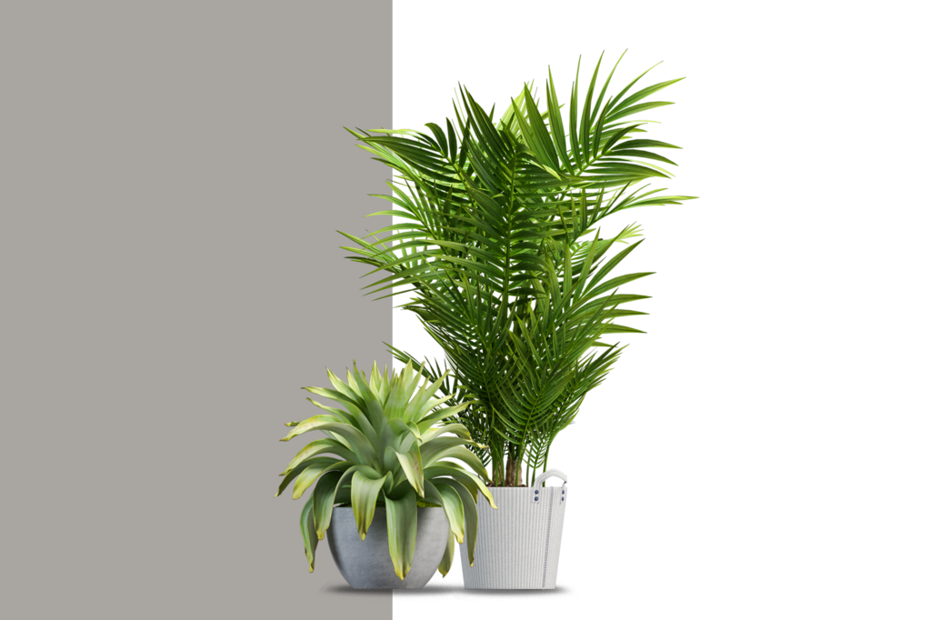 免抠室内盆栽盆景绿植植物装饰摆件