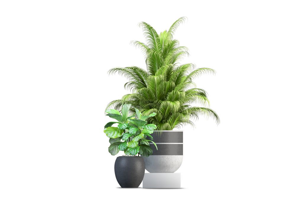 免抠室内盆栽盆景绿植植物装饰摆件贴图摆件