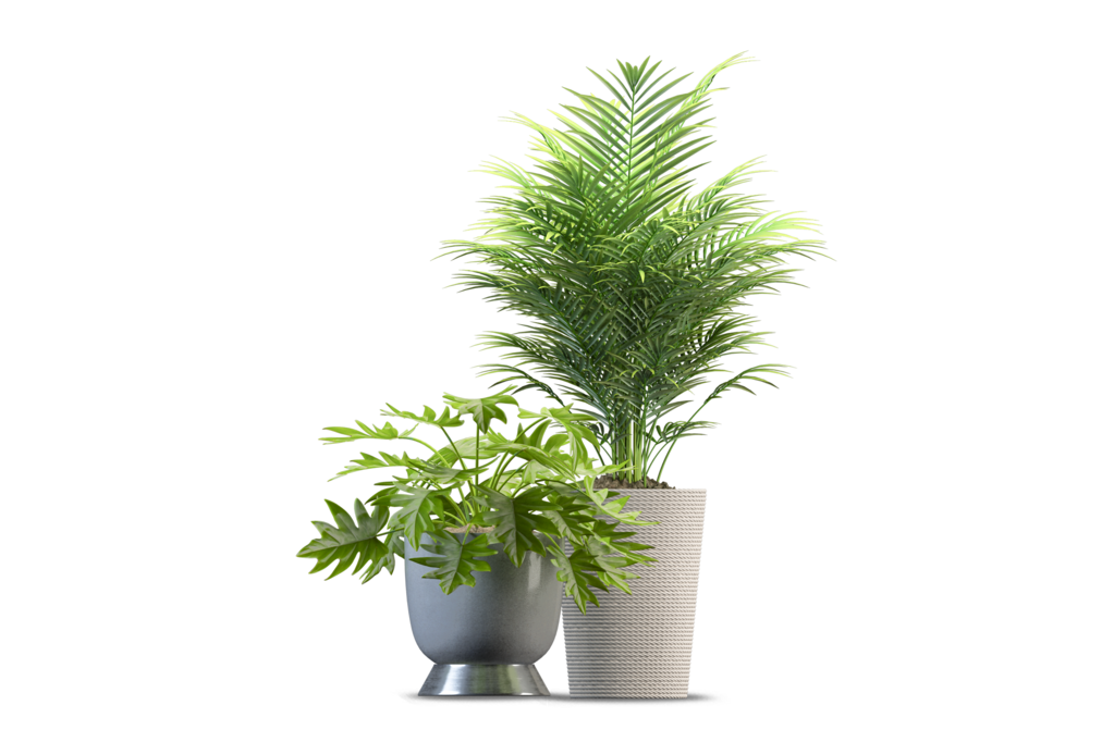 免抠室内盆栽盆景绿植植物装饰摆件贴图摆件