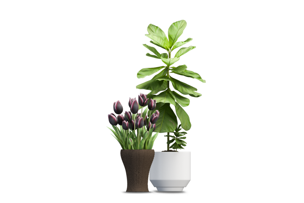 免抠室内盆栽盆景绿植植物装饰摆件