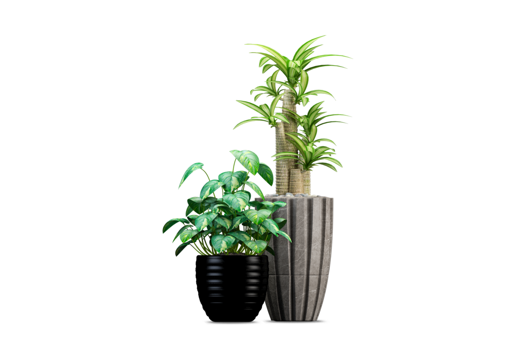 免抠室内盆栽盆景绿植植物装饰摆件