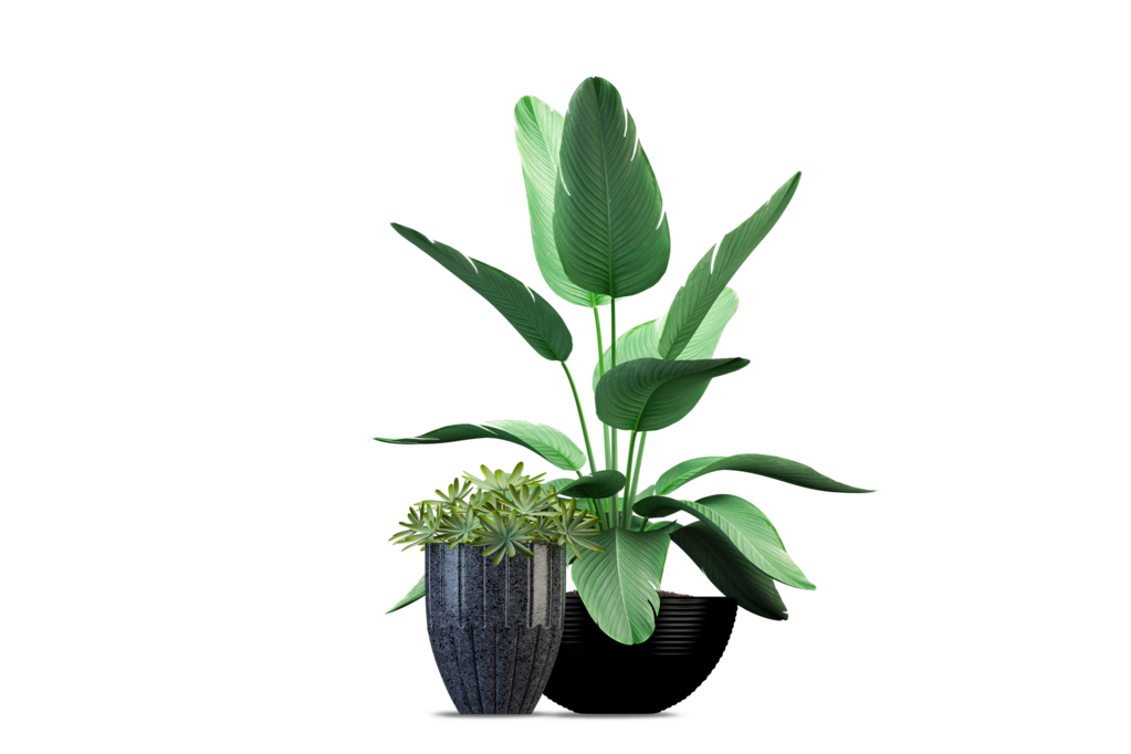 免抠室内盆栽盆景绿植植物装饰摆件