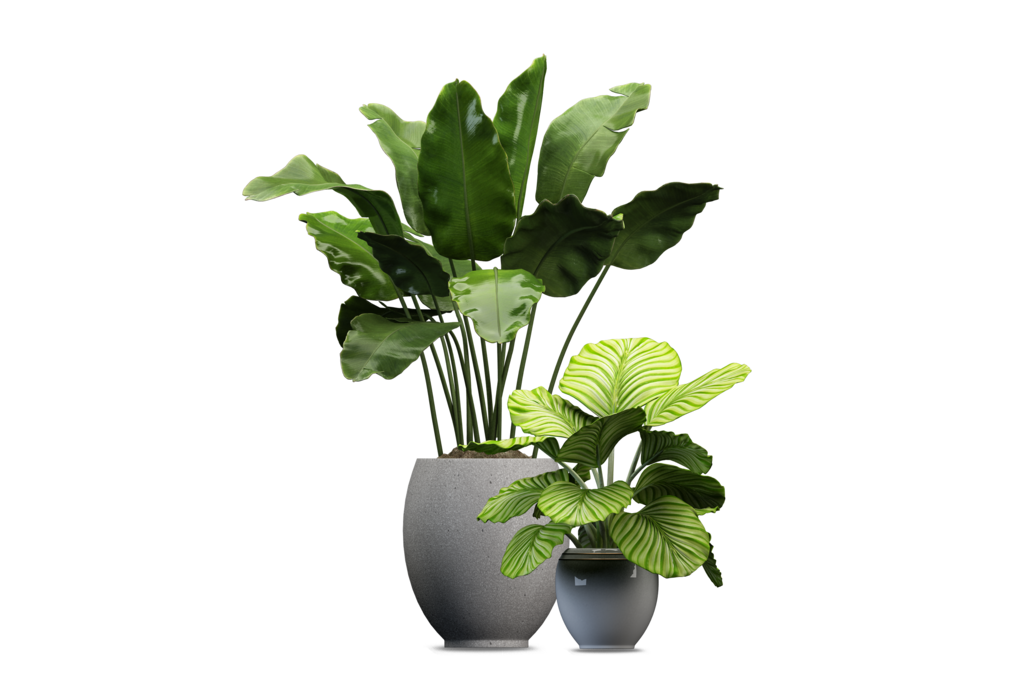 免抠室内盆栽盆景绿植植物装饰摆件