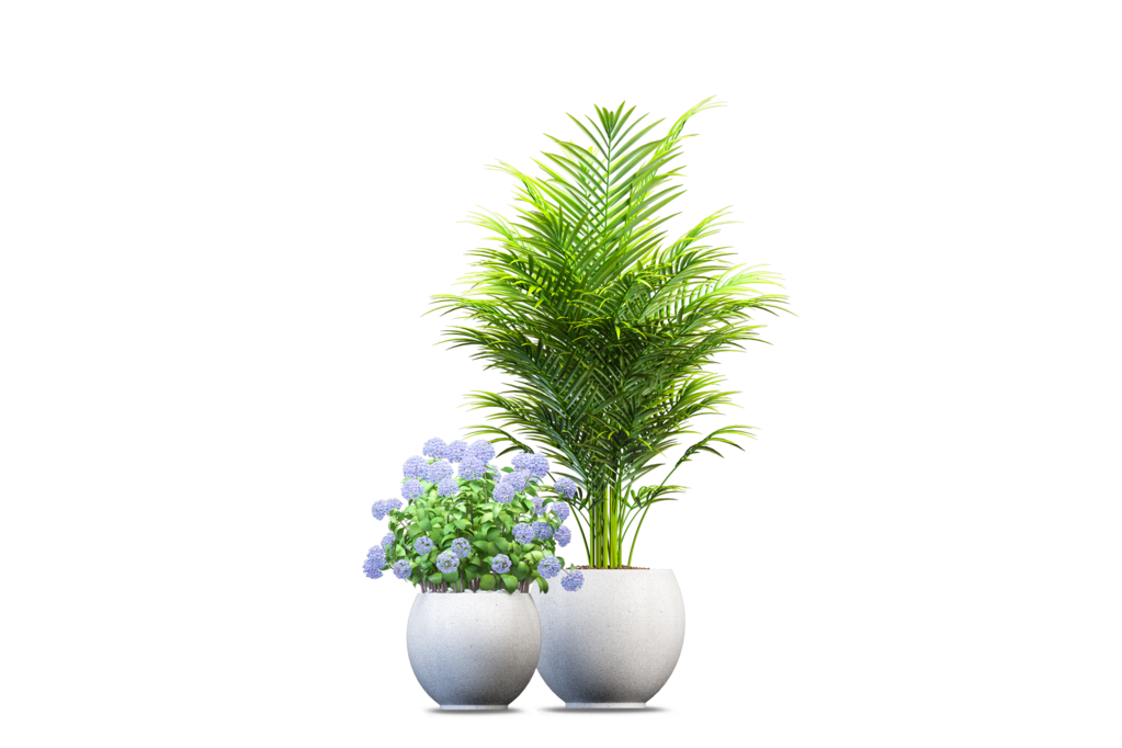 免抠室内盆栽盆景绿植植物装饰摆件