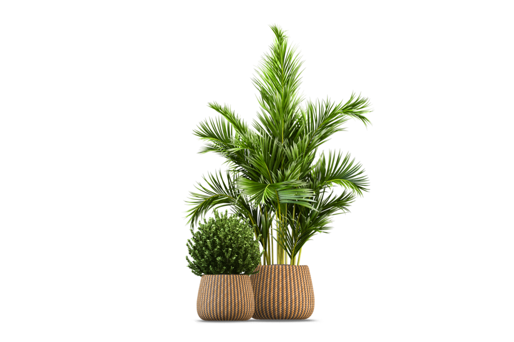 免抠室内盆栽盆景绿植植物装饰摆件