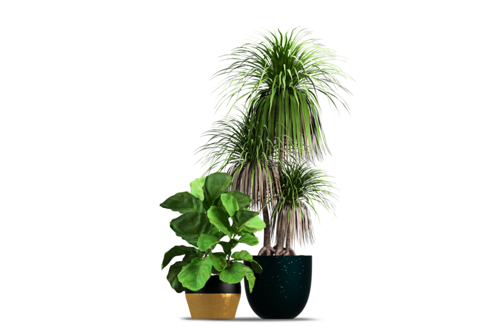免抠室内盆栽盆景绿植植物装饰摆件贴图摆件
